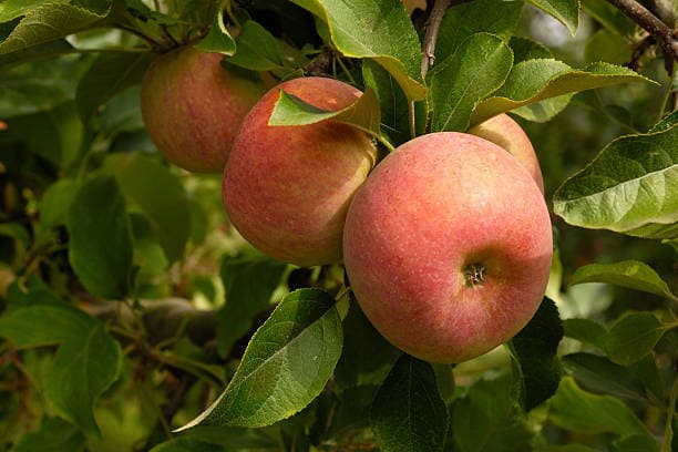 Fuji Apples