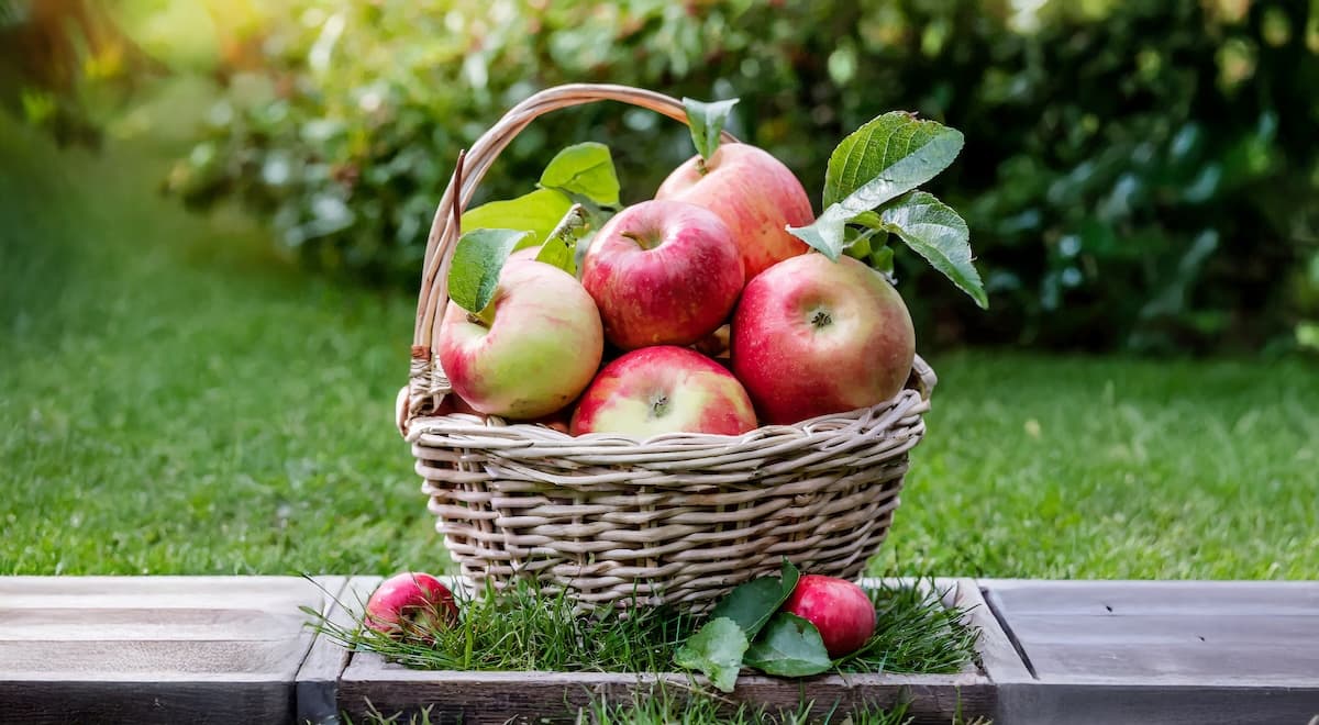 Red Golden Apples, photo 1 of 5