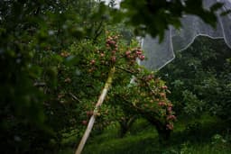 Natural apple growth