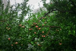 Apple trees in our farm