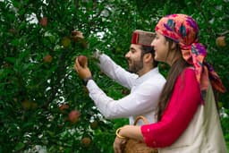 Apple harvesting process