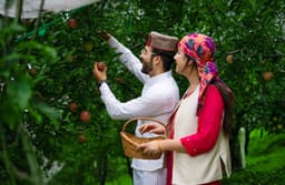 Harvesting fresh apples