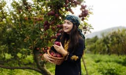Apple harvest collection